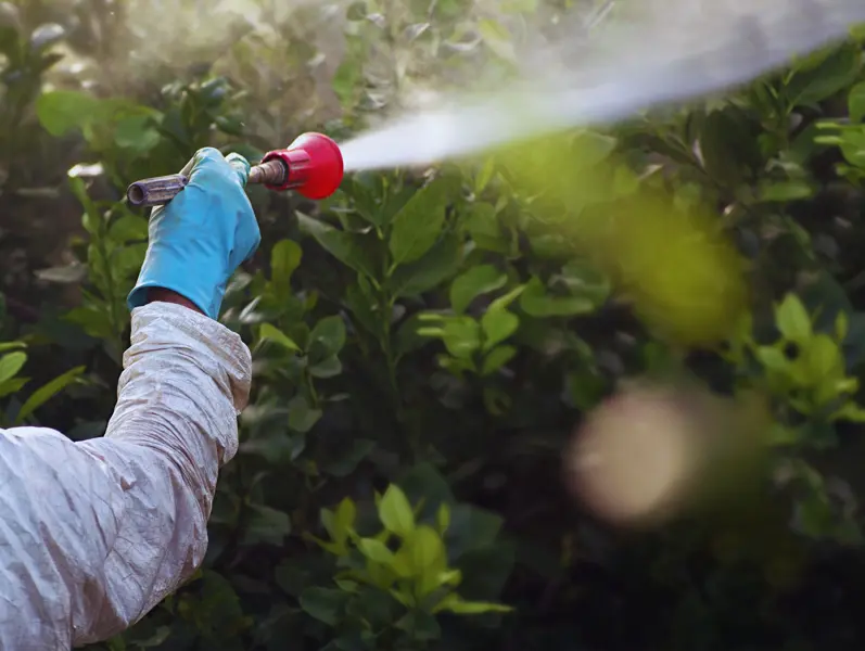 Arborist pruning a tree in a landscaped yard
